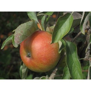 Jabloň domáca (Malus domestica) ´BOSKOOPSKE´ - zimná, výška 120-150 cm, voľnokorenná